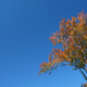 Illustration for article titled Fall Photos 1